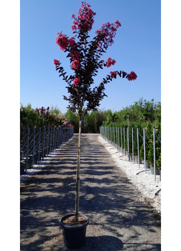 LAGERSTROEMIA En pot de 25-30 litres tige hauteur du tronc 130-140 cm