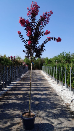 LAGERSTROEMIA En pot de 25-30 litres tige hauteur du tronc 130-140 cm