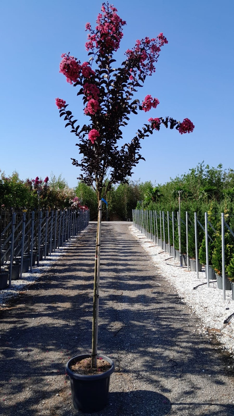 LAGERSTROEMIA BLACK SOLITAIRE SHELL PINK® (Lilas des Indes)