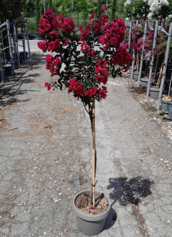 LAGERSTROEMIA En pot de 10-12 litres tige hauteur du tronc 090-110 cm