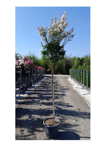 LAGERSTROEMIA En pot de 25-30 litres tige hauteur du tronc 130-140 cm