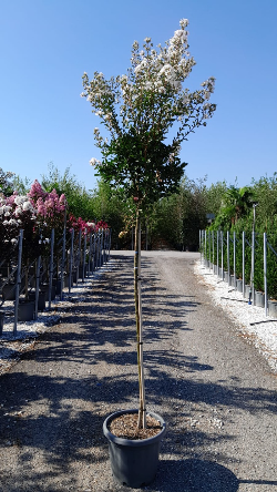 LAGERSTROEMIA En pot de 25-30 litres tige hauteur du tronc 130-140 cm