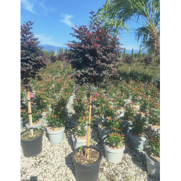 LOROPETALUM chinense BLACK PEARL En pot de 15-20 litres tige hauteur du tronc 090-110 cm