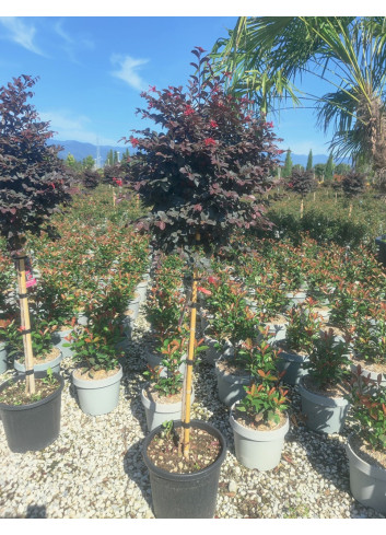 LOROPETALUM chinense BLACK PEARL En pot de 15-20 litres tige hauteur du tronc 090-110 cm