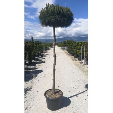 PINUS nigra PIERRICK BRÉGEON® En pot de 35-50 litres tige hauteur du tronc 190-210 cm