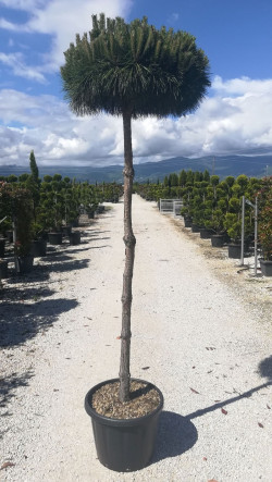 PINUS nigra PIERRICK BRÉGEON En pot de 35-50 litres tige hauteur du tronc 190-210 cm
