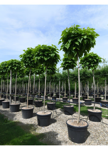 CATALPA bignonioides NANA En pot de 70-90 litres tige circonférence du tronc 16-18 cm