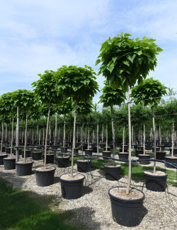 CATALPA bignonioides NANA En pot de 70-90 litres tige circonférence du tronc 16-18 cm