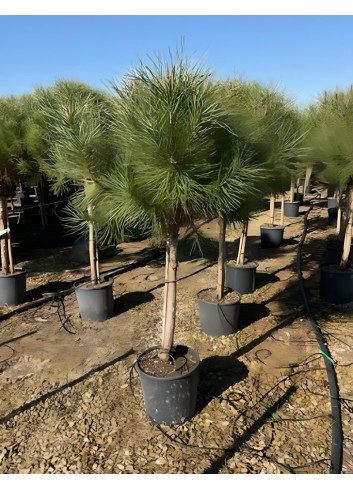 PINUS PINEA En pot de 15-20 litres hauteur 100-125-150 cm