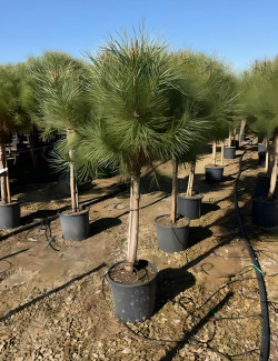PINUS PINEA En pot de 15-20 litres hauteur 100-125-150 cm