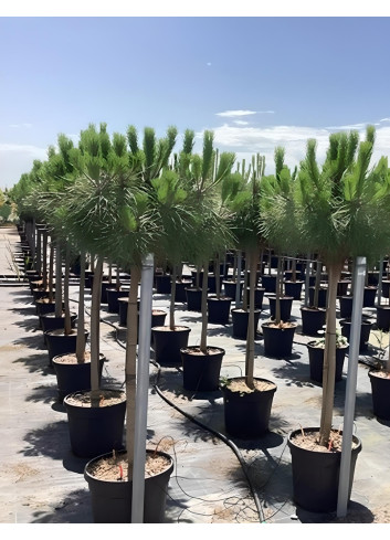 PINUS PINEA En pot de 25-30 litres hauteur 150-175 cm