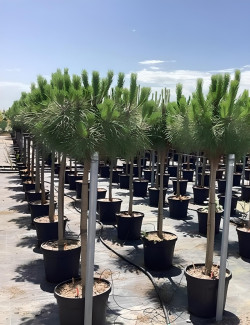 PINUS PINEA En pot de 25-30 litres hauteur 150-175 cm