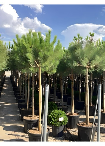 PINUS PINEA En pot de 50-70 litres hauteur 200-250 cm