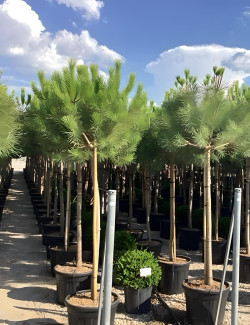 PINUS PINEA En pot de 50-70 litres hauteur 200-250 cm