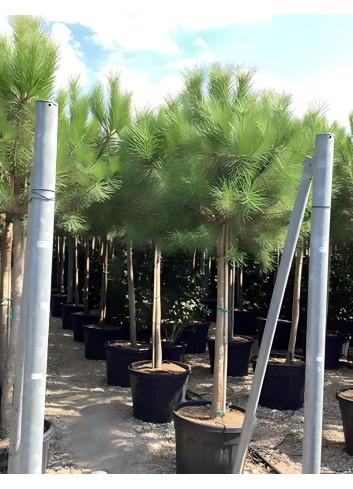 PINUS PINEA En pot de 150-170 litres hauteur 300-350 cm