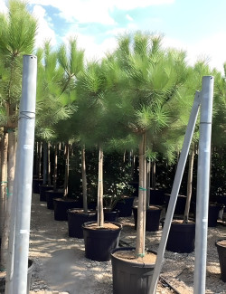 PINUS PINEA En pot de 150-170 litres hauteur 300-350 cm