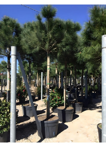 PINUS PINEA En pot de 250-350 litres hauteur 350-400 cm