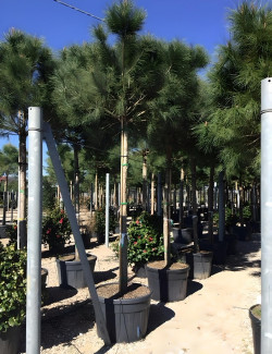 PINUS PINEA En pot de 250-350 litres hauteur 350-400 cm