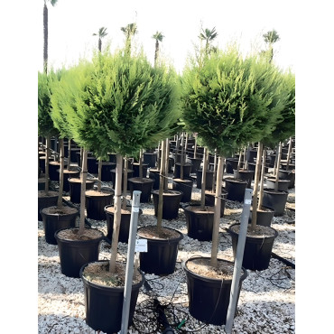 CUPRESSOCYPARIS leylandii CASTLEWELLAN GOLD En pot tige hauteur du tronc 090-110 cm