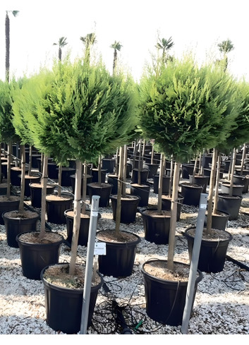 CUPRESSOCYPARIS leylandii CASTLEWELLAN GOLD En pot tige hauteur du tronc 090-110 cm