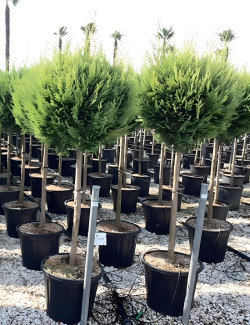 CUPRESSOCYPARIS leylandii CASTLEWELLAN GOLD En pot tige hauteur du tronc 090-110 cm