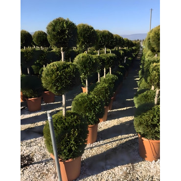 CUPRESSOCYPARIS leylandii CASTLEWELLAN GOLD En pot forme 3 boules superposées