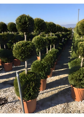 CUPRESSOCYPARIS leylandii CASTLEWELLAN GOLD En pot forme 3 boules superposées