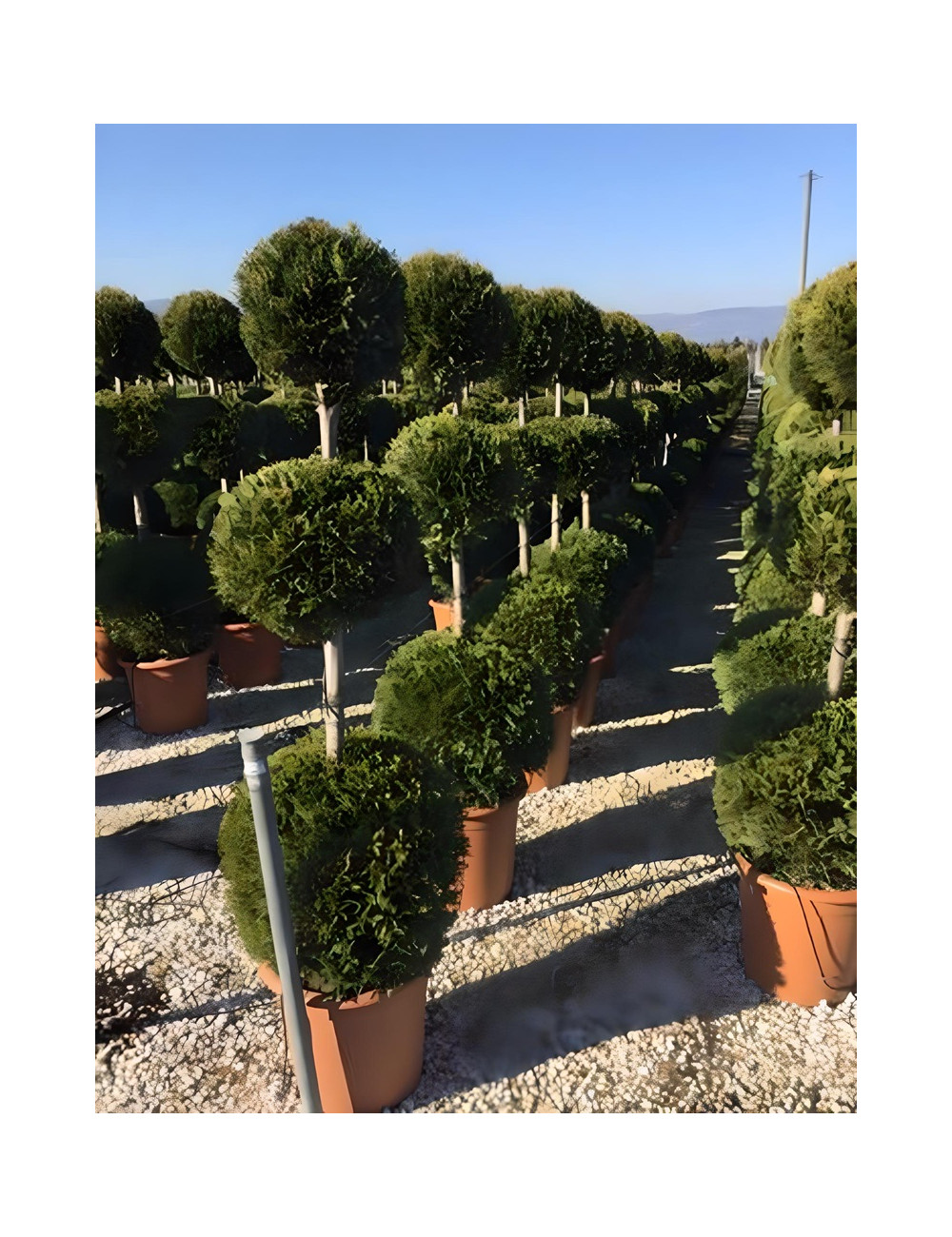 CUPRESSOCYPARIS leylandii CASTLEWELLAN GOLD En pot forme 3 boules superposées