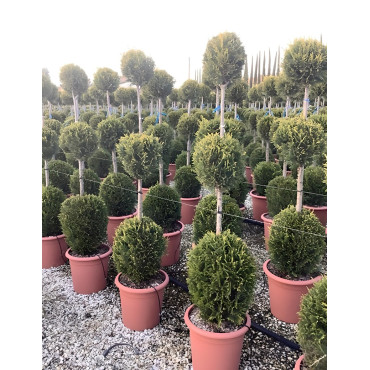 CUPRESSOCYPARIS leylandii CASTLEWELLAN GOLD En pot forme 3 boules superposées