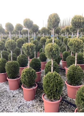 CUPRESSOCYPARIS leylandii CASTLEWELLAN GOLD En pot forme 3 boules superposées