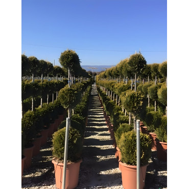CUPRESSOCYPARIS leylandii CASTLEWELLAN GOLD En pot forme 3 boules superposées
