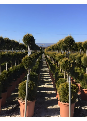 CUPRESSOCYPARIS leylandii CASTLEWELLAN GOLD En pot forme 3 boules superposées