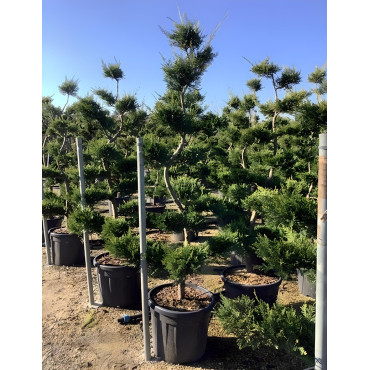 CUPRESSOCYPARIS leylandii CASTLEWELLAN GOLD En pot forme bonsaï