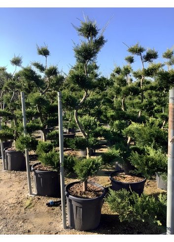 CUPRESSOCYPARIS leylandii CASTLEWELLAN GOLD En pot forme bonsaï