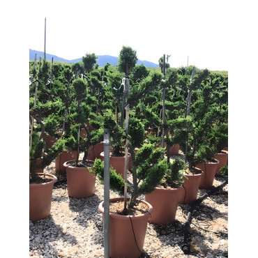 CUPRESSOCYPARIS leylandii CASTLEWELLAN GOLD En pot forme bonsaï