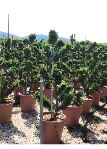 CUPRESSOCYPARIS leylandii CASTLEWELLAN GOLD En pot forme bonsaï