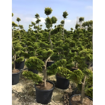 CUPRESSOCYPARIS leylandii CASTLEWELLAN GOLD En pot forme bonsaï