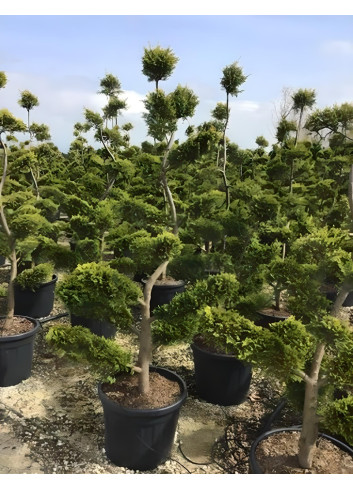 CUPRESSOCYPARIS leylandii CASTLEWELLAN GOLD En pot forme bonsaï