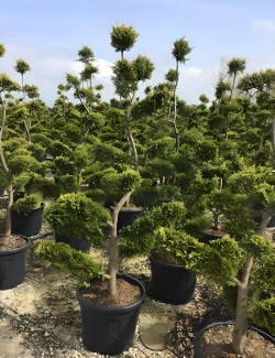 CUPRESSOCYPARIS leylandii CASTLEWELLAN GOLD En pot forme bonsaï