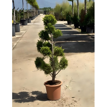 CUPRESSOCYPARIS leylandii CASTLEWELLAN GOLD En pot forme pompons