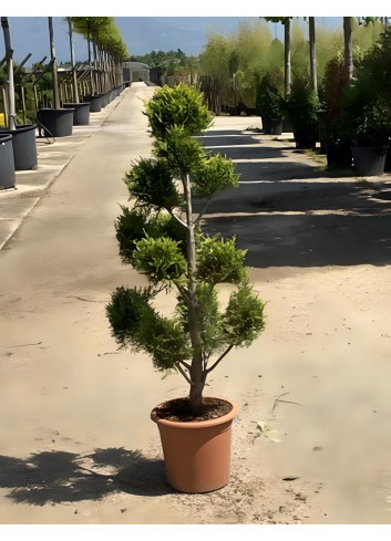 CUPRESSOCYPARIS leylandii CASTLEWELLAN GOLD En pot forme pompons