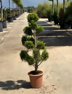 CUPRESSOCYPARIS leylandii CASTLEWELLAN GOLD En pot forme pompons