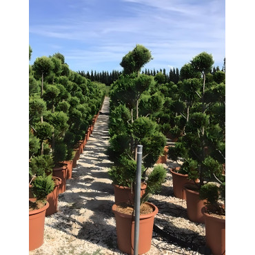 CUPRESSOCYPARIS leylandii CASTLEWELLAN GOLD En pot forme pompons