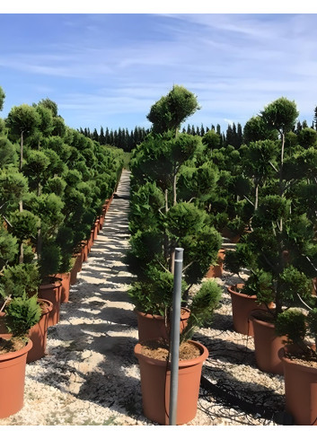 CUPRESSOCYPARIS leylandii CASTLEWELLAN GOLD En pot forme pompons