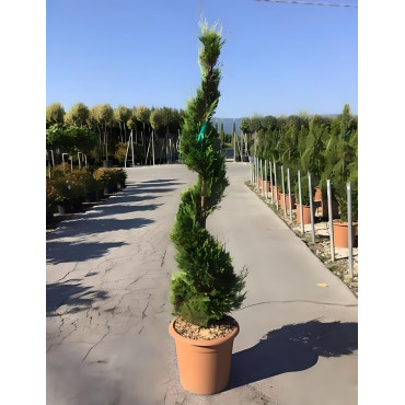 CUPRESSOCYPARIS leylandii CASTLEWELLAN GOLD En pot forme spirale