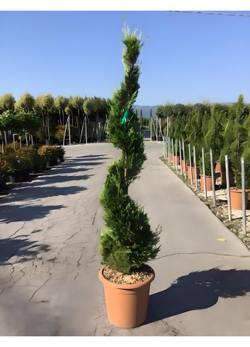 CUPRESSOCYPARIS leylandii CASTLEWELLAN GOLD En pot forme spirale