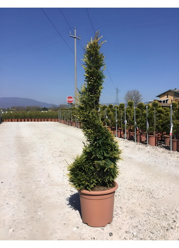 CUPRESSOCYPARIS leylandii CASTLEWELLAN GOLD En pot forme spirale