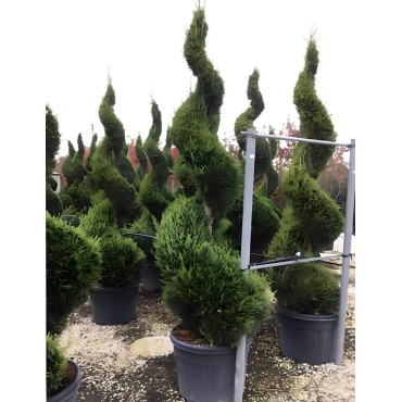 CUPRESSOCYPARIS leylandii CASTLEWELLAN GOLD En pot forme spirale