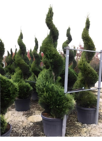 CUPRESSOCYPARIS leylandii CASTLEWELLAN GOLD En pot forme spirale