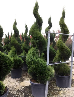 CUPRESSOCYPARIS leylandii CASTLEWELLAN GOLD En pot forme spirale